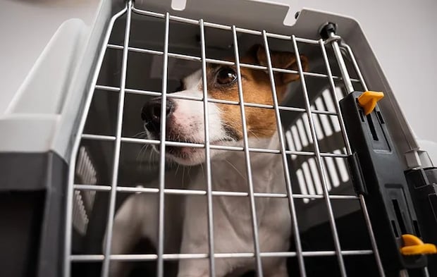 犬の写真