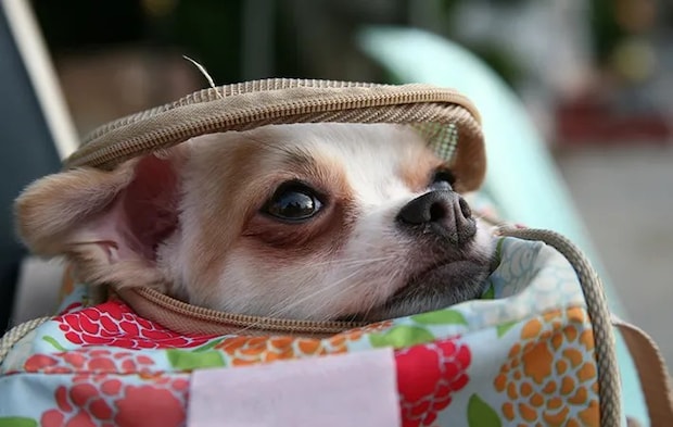 キャリーバッグから顔を出す犬の写真