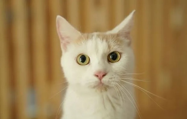 『白い猫』の写真（撮影：Heulie）