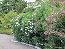 むやみに触らないで！　道端で見かける「赤や白の花を咲かす木」の正体は…