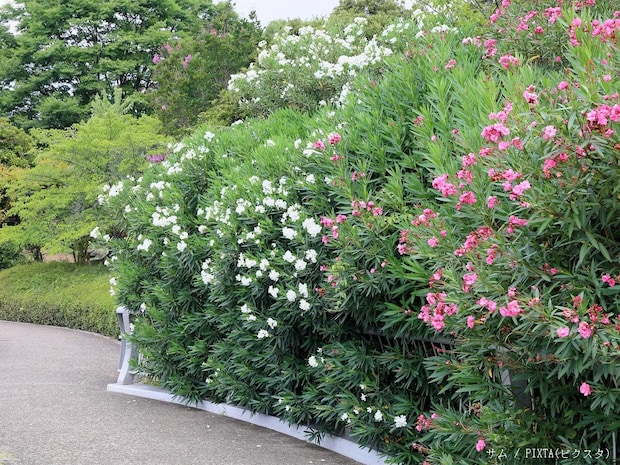 むやみに触らないで！　道端で見かける「赤や白の花を咲かす木」の正体は…