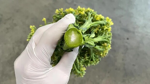 茎の白いブロッコリーの写真