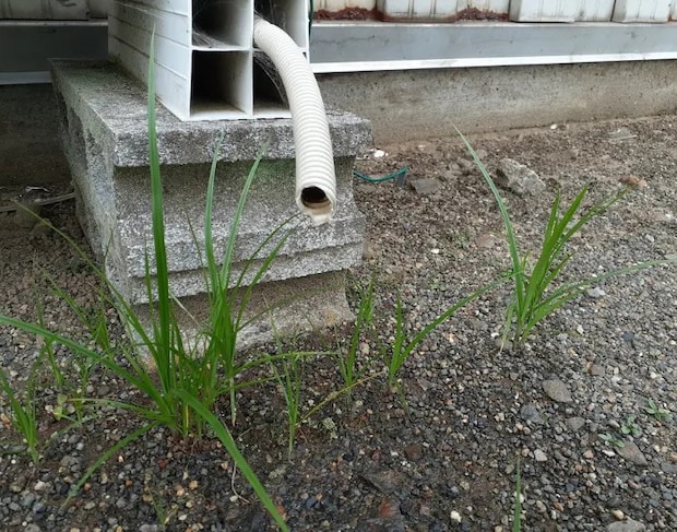 エアコンのドレンホース