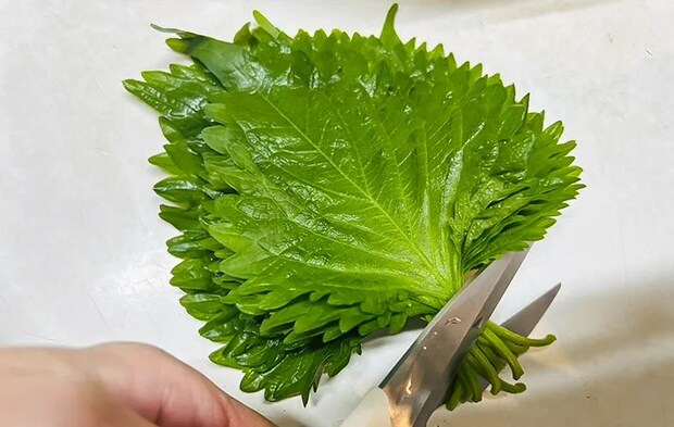 大葉の写真