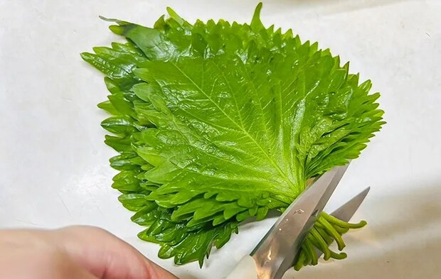 大葉の写真