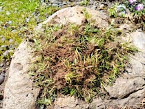抜いた雑草　そのままゴミに出してない？　庭で生かす『一石二鳥』の再利用術【再利用の発想4選】