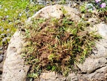 抜いた雑草　そのままゴミに出してない？　庭で生かす『一石二鳥』の再利用術【再利用の発想4選】