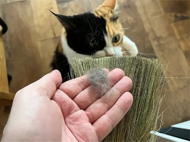 ヘアスプレーを吹きかけたほうきで猫の毛を掃除している写真（撮影：grapeライフハック編集部)