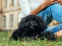 「ずっしり、もふもふ」3歳のトイプードルを抱いて気づいた、もう一度犬を愛する覚悟