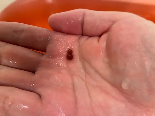 スイカバーの種をイメージした黒糖の粒（撮影：grape編集部）