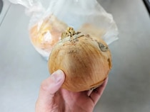 「少しつながった状態で根元を切って…」　プロ直伝！タマネギの皮を簡単に剥く方法