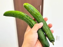 キュウリの浅漬け、斜め切りはもうやめた！　箸が止まらない『絶品レシピ』【簡単副菜】