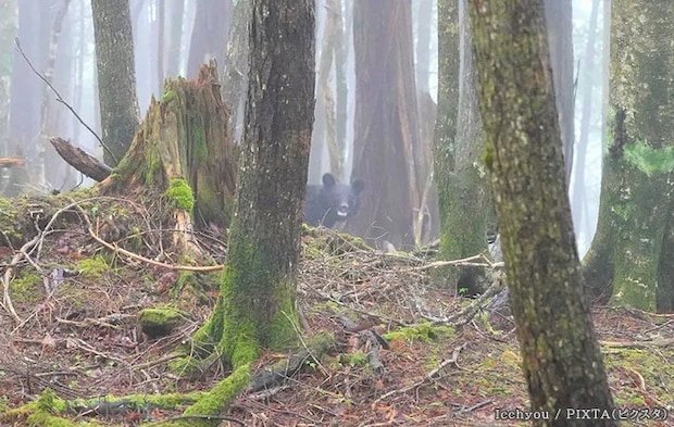 クマの写真