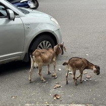 インドには野良犬や野良猫や野良牛のほかに野良ヤギもいますよ