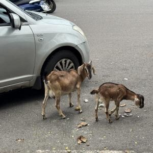 インドには野良犬や野良猫や野良牛のほかに野良ヤギもいますよ
