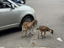 インドには野良犬や野良猫や野良牛のほかに野良ヤギもいますよ