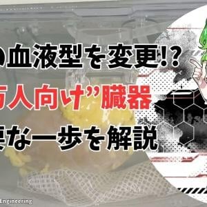 臓器の血液型を変更し重篤な拒絶反応を回避! “万人向け”臓器の重要な一歩(彩恵りり)