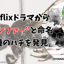 その名は“ルシファー”、角を持つ新種のハチ「メガキレ・ルキフェル」を発見（彩恵りり）