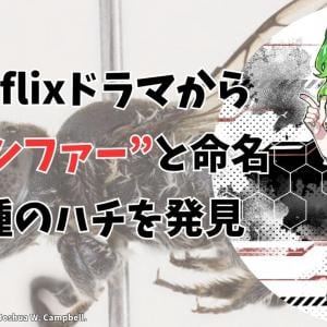 その名は“ルシファー”、角を持つ新種のハチ「メガキレ・ルキフェル」を発見（彩恵りり）