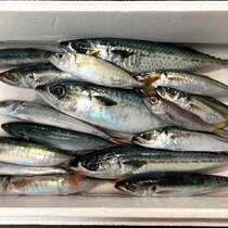 【これで500円】1尾30円の未利用魚が激ウマなので見つけたら絶対買い!!!! 特になめろうが激ウマ!!!!【オアカムロ】