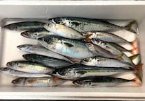 【これで500円】1尾30円の未利用魚が激ウマなので見つけたら絶対買い!!!! 特になめろうが激ウマ!!!!【オアカムロ】