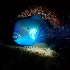 もしブダイに生まれ変わったら俺はブダイの勝浦ブルーバーガーになりたい