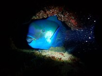 もしブダイに生まれ変わったら俺はブダイの勝浦ブルーバーガーになりたい