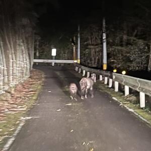 ナウルと仲良しの北山村観光協会が「カモシカがおいしい理由」を語る / 知らなかった! そうだったのかー!