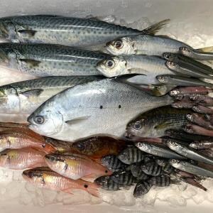 【節約】廃棄される魚には希少種から超激ウマ魚までお宝魚がたくさん紛れているので貰ってきたよ、爆安で【ダンベ救出大作戦/未利用魚】