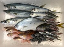 【節約】廃棄される魚には希少種から超激ウマ魚までお宝魚がたくさん紛れているので貰ってきたよ、爆安で【ダンベ救出大作戦/未利用魚】