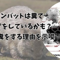 ウォンバットは糞で“会話”をしているかも？ 四角い糞をする理由を示唆（彩恵りり）