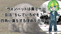 ウォンバットは糞で“会話”をしているかも？ 四角い糞をする理由を示唆（彩恵りり）