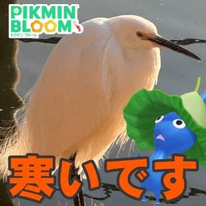 『ピクミン ブルーム』今月は短い!! バレンタインイベントもあと2週間に迫ったコミュニティ・デイリポート【プレイログ#1100】