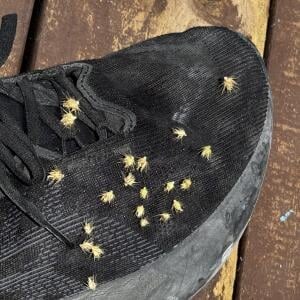 ナウル共和国を歩いてたら靴にくっつていきた「ひっつき虫みたいな粒」はなんですか? なんなんでしょうか