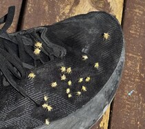 ナウル共和国を歩いてたら靴にくっつていきた「ひっつき虫みたいな粒」はなんですか？ なんなんでしょうか