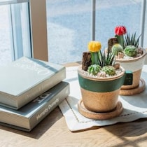 花言葉は「枯れない愛」 マグカップみたいなサボテンがちょっといい