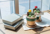 花言葉は「枯れない愛」 マグカップみたいなサボテンがちょっといい