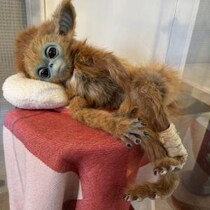 架空の動物“オチ”の謎に迫る！ ふわふわの毛並みを体験出来る展示も