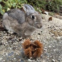 【広島への最高旅行】うさぎの聖地・大久野島に行ってみた→ 異変を見つけたかも