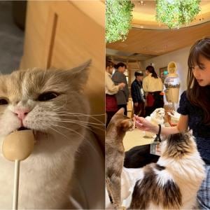 ゲームやドリンクも大充実で感動！　猫カフェでモフモフ癒しのひととき