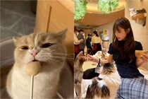 ゲームやドリンクも大充実で感動！　猫カフェでモフモフ癒しのひととき