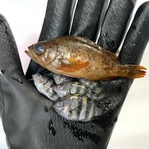 なんか小さくて可愛い魚がいたから連れて帰って食べた結果2【未利用魚:メバル、オヤビッチャ、ネンブツダイ】