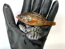 なんか小さくて可愛い魚がいたから連れて帰って食べた結果2【未利用魚:メバル、オヤビッチャ、ネンブツダイ】