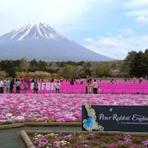 富士山と花に癒やされる。ピーターラビットの世界が広がる絶景スポット【山梨県・富士河口湖】