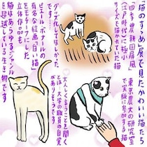 全猫好きにおすすめしたい　東京農大の猫についての企画展