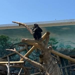 大阪の天王寺動物園　2026年7月1日から入園料が大人500円→800円に値上げ