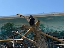 大阪の天王寺動物園　2026年7月1日から入園料が大人500円→800円に値上げ