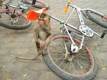 【猿旅】タイに行って「サルだらけのサルの楽園」に行かないなんてもったいない！ サルに支配された町プラチュワップキーリーカン