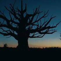 あの“木”、もう見たことがあるかも。　映画『口に関するアンケート』不気味な“呪いの木”の秘密、ロケーションのこだわり［ホラー通信］