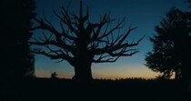 あの“木”、もう見たことがあるかも。　映画『口に関するアンケート』不気味な“呪いの木”の秘密、ロケーションのこだわり［ホラー通信］